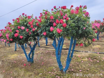 大冠幅樹(shù)樁月季移栽時(shí)為什么要先進(jìn)行修剪？