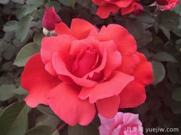 中國(guó)十大名花有哪些？