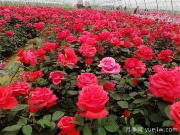 花木生產(chǎn)周期的變化與長(zhǎng)周期花木管理要點(diǎn)