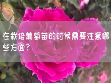 在栽培葡萄苗的時(shí)候需要注意哪些方面？