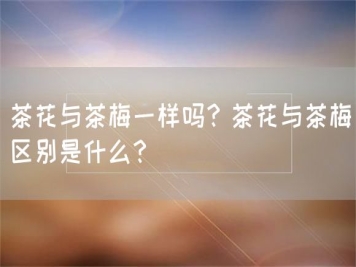 茶花與茶梅一樣嗎？茶花與茶梅區(qū)別是什么？