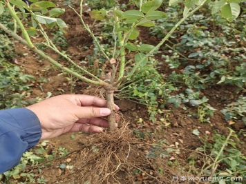 月季裸根苗到手養(yǎng)護，修剪種植步驟很簡單