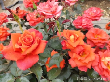 月季真的是藥罐子嗎？如何不噴藥養(yǎng)好月季？