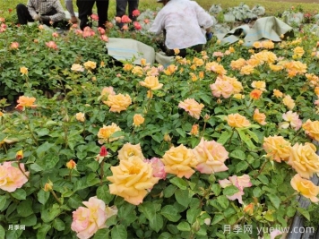 月季小苗的緩苗辦法？提高移栽成活率