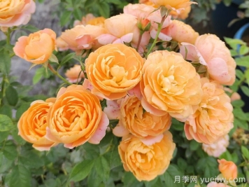 微型月季一年四季花開不斷，微型月季栽培手冊(cè)