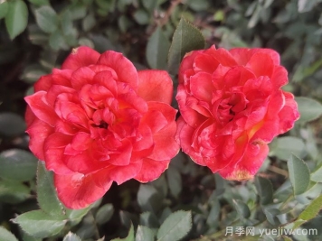 月季推薦，草裙舞女月季