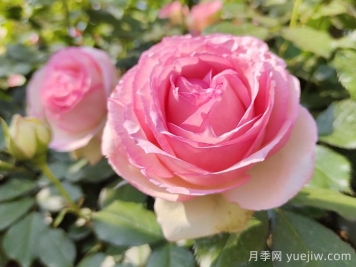 藤本月季的特征、品種、養(yǎng)護