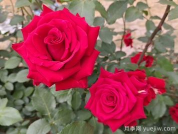 月季的專(zhuān)業(yè)名詞解析，看懂術(shù)語(yǔ)