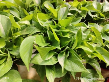 水培植物有哪些？