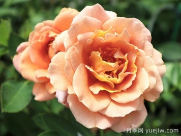 拉芬波特月季/拉菲內波爾特