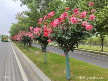 南陽叫響“世界月季名城”品牌，推進(jìn)月季種植增植