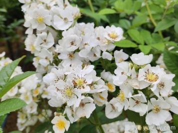 網(wǎng)購回來的月季不開花是怎么問題？