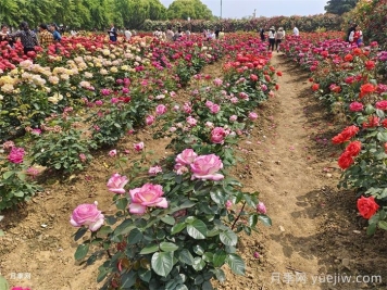 園林景觀工程包含哪些具體施工項(xiàng)目和施工標(biāo)準(zhǔn)？