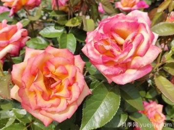 觀花樹種在園林綠化中長(zhǎng)盛不衰，有哪些花木？