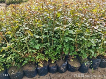 春季苗木移栽沒有成活，總結(jié)苗木死亡的八大原因