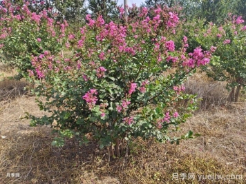 薔薇花的繁殖技術(shù)