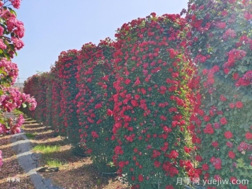 推薦13個藤本植物爬到花墻，開出一片花海
