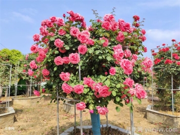 怎樣使月季樹(shù)開(kāi)花大而艷？