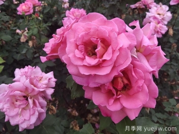 春夏季節(jié)防治月季紅蜘蛛蟲(chóng)害的辦法