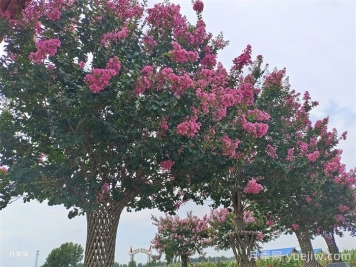 百日紅移栽的上佳時(shí)機(jī)，成活率杠杠的
