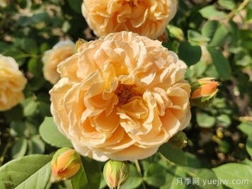 花卉市場月季十元一盆，為何網(wǎng)購月季苗要五十一盆？