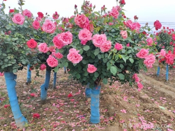 河北河間：月季成網(wǎng)紅，美麗能致富