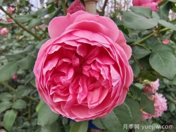 精選十首贊美月季花的古詩詞，夢回唐宋看月季花開！