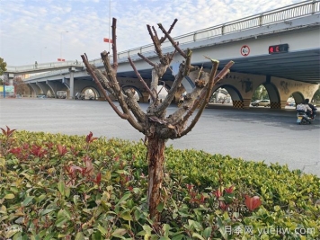 月季冬剪如何處理？修剪有哪些注意事項(xiàng)？