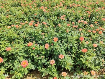 秋季月季花再開(kāi)爆，要做好夏季工作