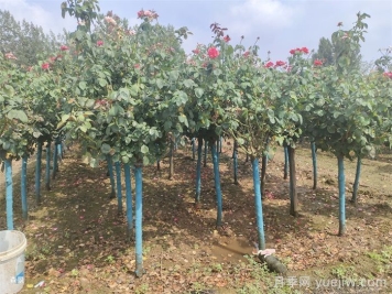 南陽樹狀月季網(wǎng)上交易成功，900棵出嫁杭州蕭山