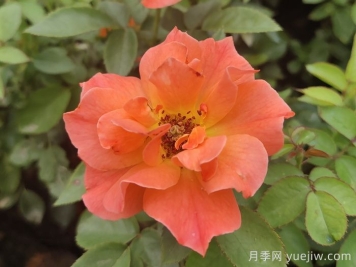 做足功課，迎接杭州人的高架月季專屬浪漫