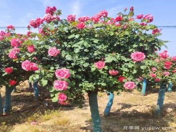 春季栽植，怎樣才能避免月季樹(shù)假活？