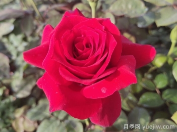 月季花有什么顏色？花色總結(jié)