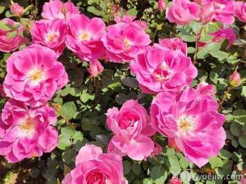 四月種月季花，種植養(yǎng)護(hù)要點(diǎn)告訴你
