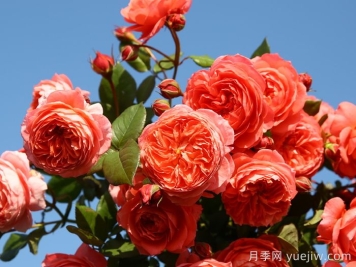 夏日花火月季的優(yōu)缺點(diǎn)？