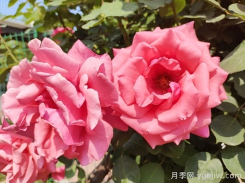 緋扇月季和粉扇月季哪個更受歡迎？