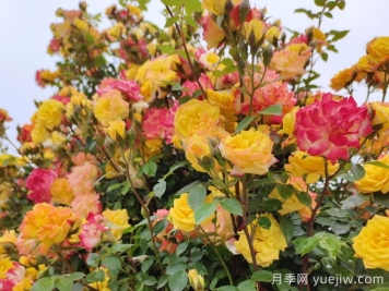 藤彩虹月季是藤本還是灌木？