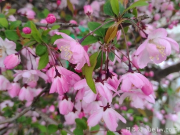 垂絲海棠和西府海棠有什么區(qū)別？