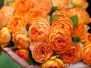 蜂蜜焦糖月季有哪些優(yōu)缺點？