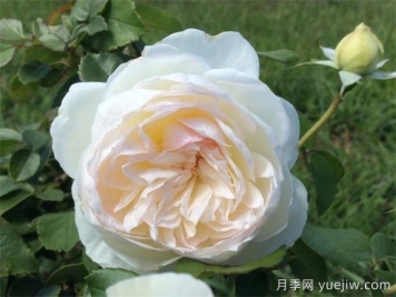 波萊羅月季的優(yōu)缺點(diǎn)是什么？