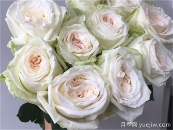 白哈娜月季的優(yōu)缺點是什么？