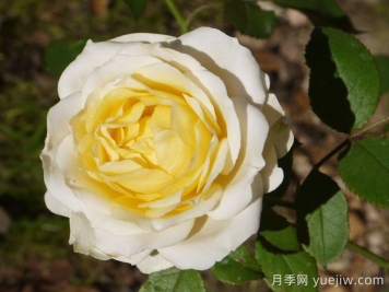 無限永遠月季的優(yōu)缺點是什么？