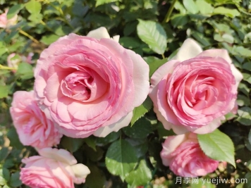 想體驗坐擁花海，6款藤本月季助你春花無憂