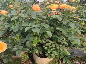 月季強筍爆長會影響開花嗎？