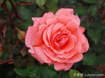 和聲月季/和諧/管弦樂隊(duì)