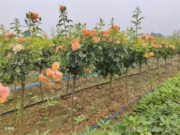 哪種樹狀月季開花多花期長？