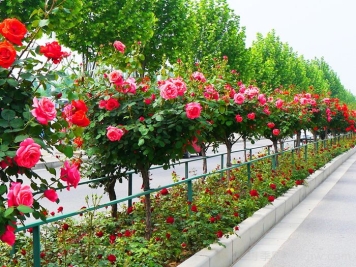為什么城市建設(shè)鐘愛(ài)月季大道？