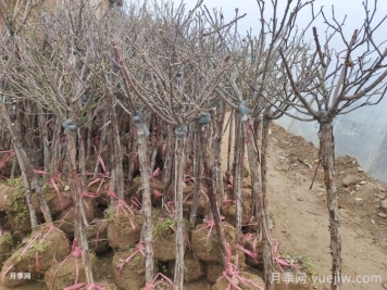 樹狀月季花能耐零下多少度低溫？