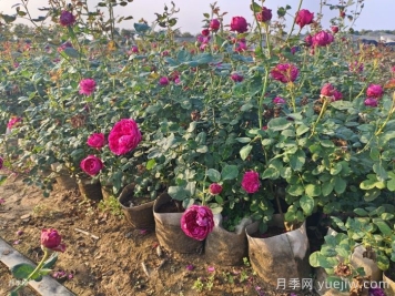 剛移栽的月季怎么澆水？