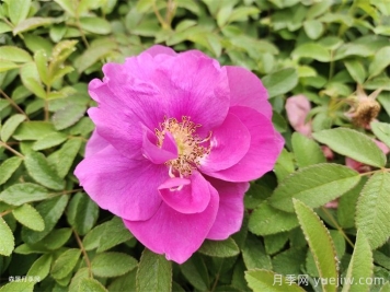 四季玫瑰花多少錢一盆？